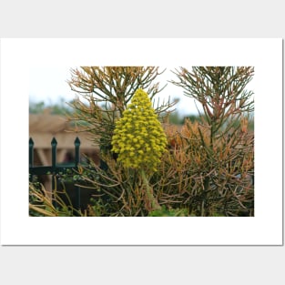 Pencil Plants and Fence Nature Photograph Posters and Art